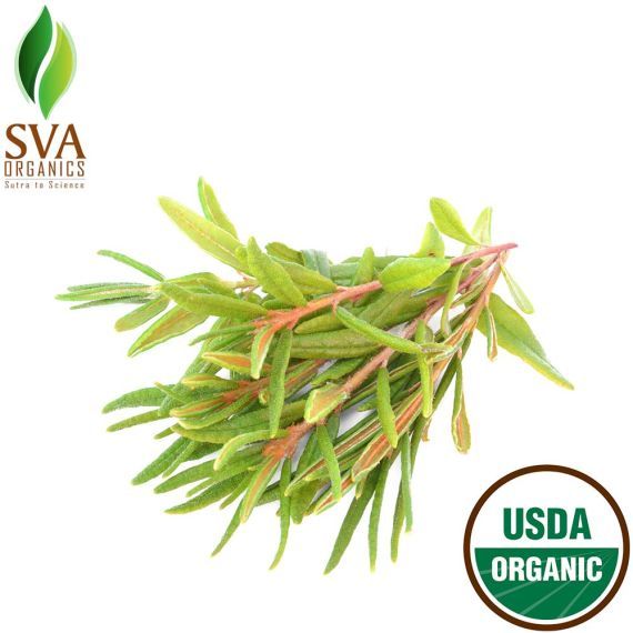 Labrador Tea Essential Oil