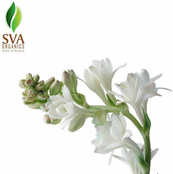 Tuberose Floral Wax