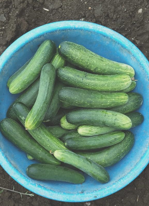 fresh cucumber