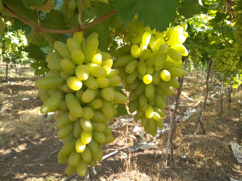 fresh green grapes