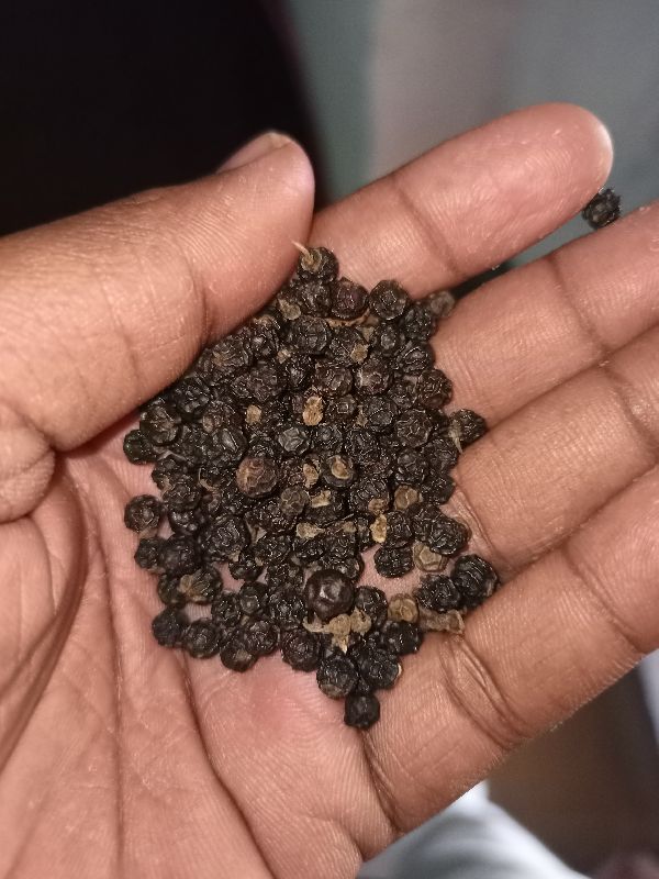 Black Pepper & Coffee Beans Supplier Yogesh exports and imports