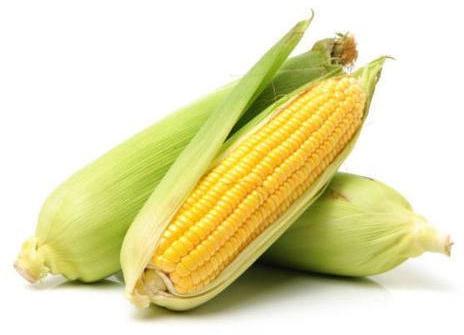 Fresh Yellow Maize, for Bakery, Cooking, Pizza, Snacks, Certification : FSSAI