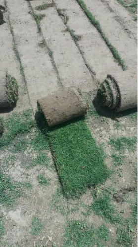 Nilgiri Grass Carpet