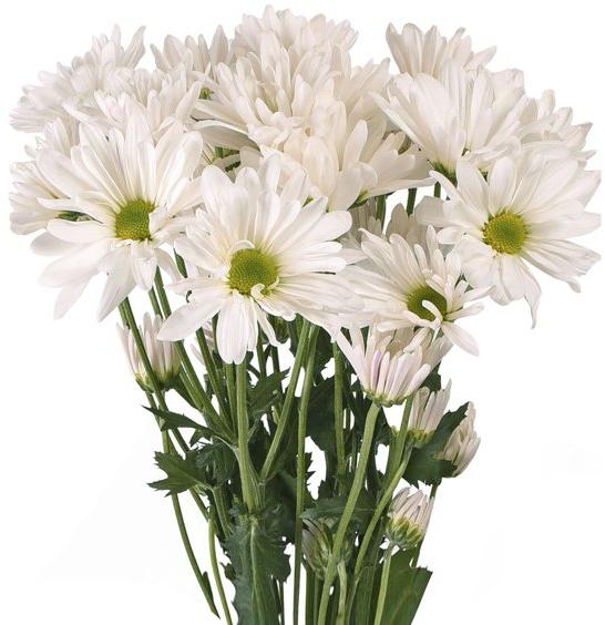 Organic Fresh Daisy Flowers, Packaging Type : Loose Packaging, Plastic Bunch