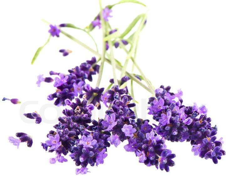 Organic Fresh Lavender Flowers, Shelf Life : 7days