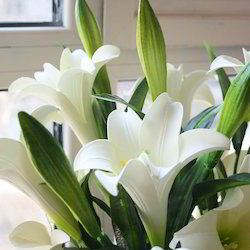 Organic Fresh Lily Flowers, Packaging Type : Plastic Bunch