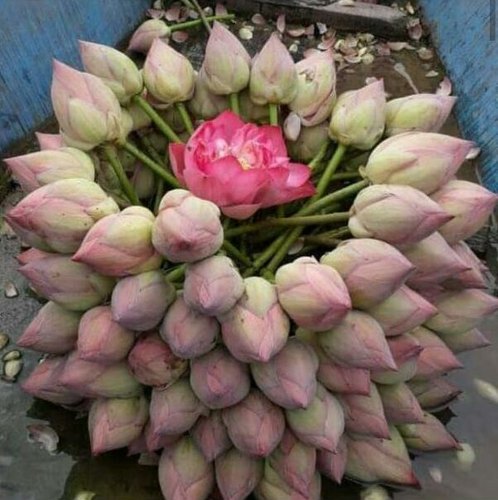 Fresh Lotus Flowers