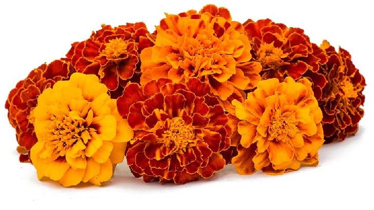 Organic Fresh Marigold Flowers, Packaging Type : Loose Packaging