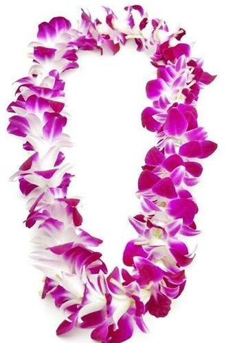 Fresh Orchid Garland, Length : 20-40 Cm