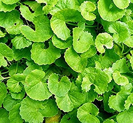 Centella Asiatica Biscuits