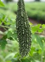 BG-NB2095 Hybid Bitter Gourd Seeds, Length : 16-20 cm