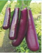 EP-BN 5083 Hybrid Eggplant Seeds