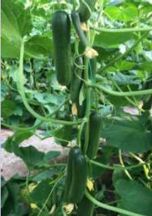S1G Organic Hybrid Cucumber Seeds, for Agriculture, Packaging Type : Plastic Pouch