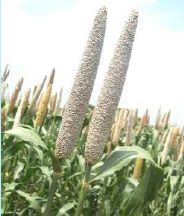 S1G Hybrid Pearl Millet Seeds