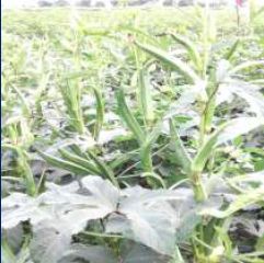 S1G Organic OKR-D1066 Hybrid Okra Seeds, for Agriculture, Packaging Type : Plastic Pouch, PP Bag