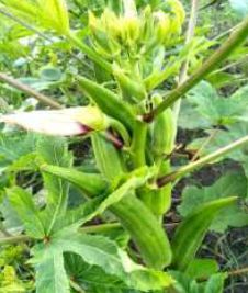 S1G Organic OKR-US107 Hybrid Okra Seeds, for Agriculture, Packaging Type : Plastic Pouch, PP Bag