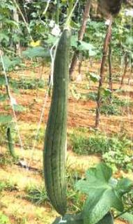 SG-NN3033 Hybid Sponge Gourd Seeds