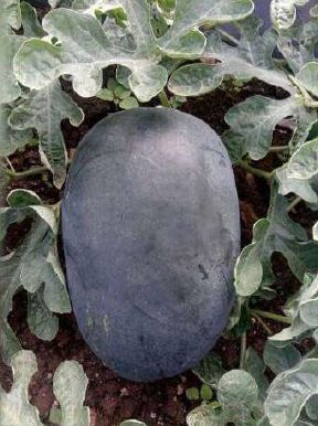 S1G WM-MA8025 Hybrid Watermelon Seeds, Color : Dark Black