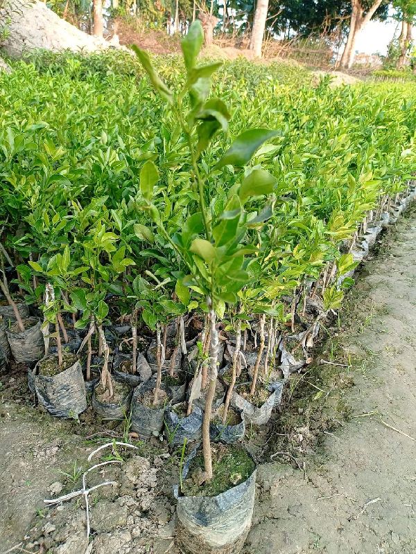 Sweet malta fruit plant, Certification ISO 90012008 Certified at