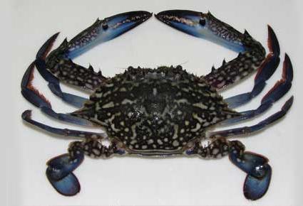 Blue Swimming Crab