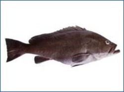 Fresh Areolated Cod Fish