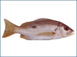 Fresh Black Spot Snapper Fish, for Human Consumption, Packaging Type : Plastic Crates