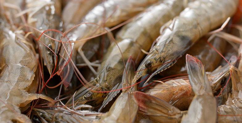 Fresh Brown Shrimp