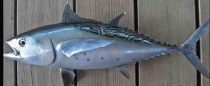 Fresh Euthynnus Alletteratus Fish