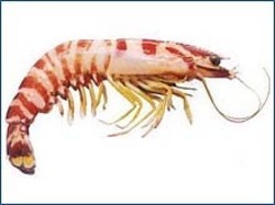 Headless Fresh Flower Prawn, for Human Consumption, Color : Light Red