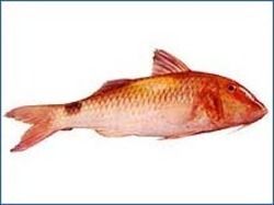 Fresh Goat Fish