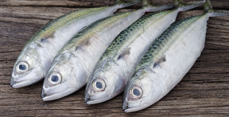 Fresh Indian Mackerel Fish, for Human Comsupbtion, Feature : High Nutrition, High Rich Protein