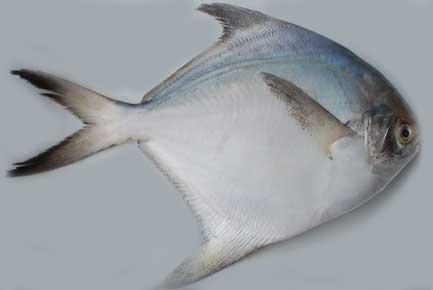 Fresh Pampus Argenteus Fish