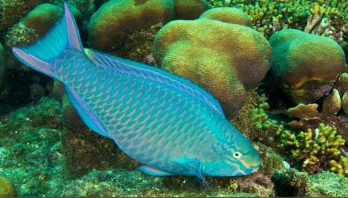 Fresh Parrot fish, Feature : Good For Health, Good Protein, Non Harmful.