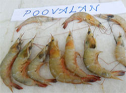 Fresh Poovalan Shrimp, for Cooking, Human Consumption, Making Oil, Packaging Type : Box