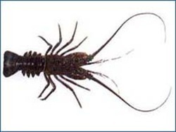 Fresh Spiny Lobster, Packaging Type : Vaccum Bags