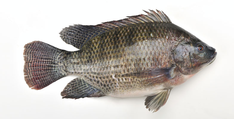 Fresh Tilapia Fish, for Human Consumption, Making Medicine, Making Oil, Feature : Good Protein