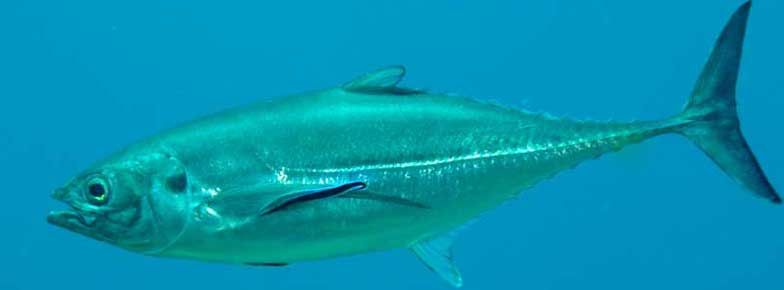 Fresh Trachurus Trachurus Fish