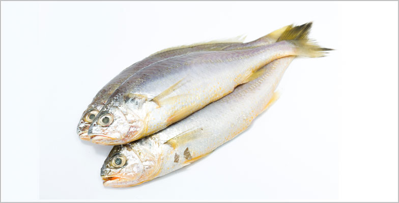 Fresh Yellow Croaker fish, for Human Consumption, Making Medicine, Making Oil, Color : Silver