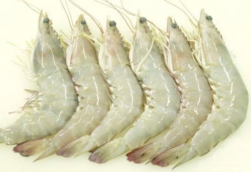 Fresh White Tiger Shrimp