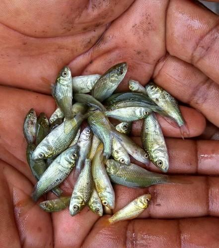 Common carp fish seed, Style : Fresh