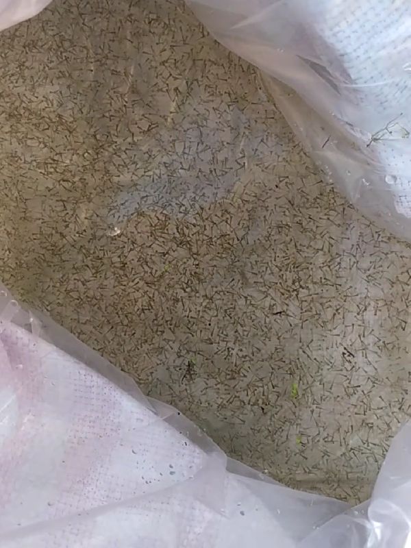 Rohu Fish Spawn, Packaging Type : Plastic Packet