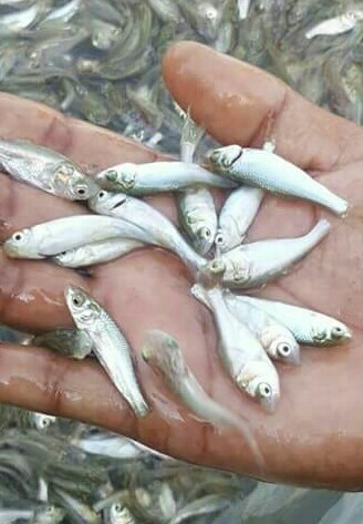 Silver Carp Fish Seed, Style : Fresh