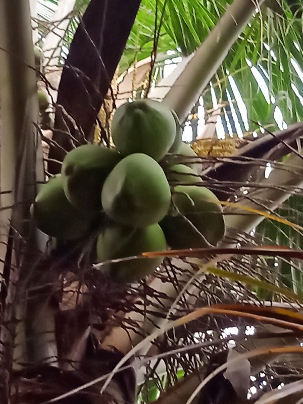 Soft Natural green coconut, for Good Taste, Coconut Size : Large