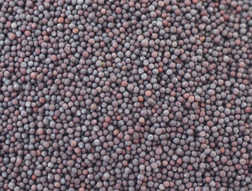 Ogan Overseas Organic Bold Black Mustard Seeds, for Cooking, Specialities : Good Quality