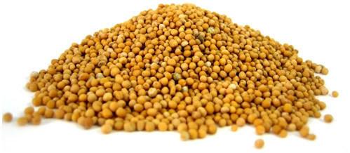Ogan Overseas Organic Bold Yellow Mustard Seeds, for Cooking, Specialities : Good Quality