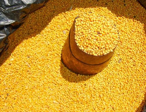 Ogan Overseas Organic Small Yellow Mustard Seeds, for Cooking, Specialities : Good Quality