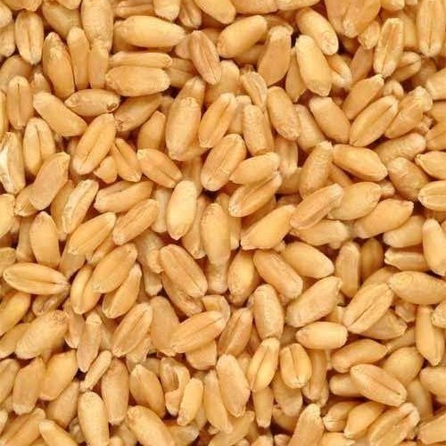 Ogan Overseas Organic Wheat Seeds, for Chapati, Roti, Purity : 99.9%