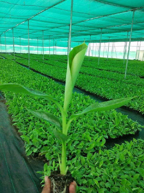 Banana plant