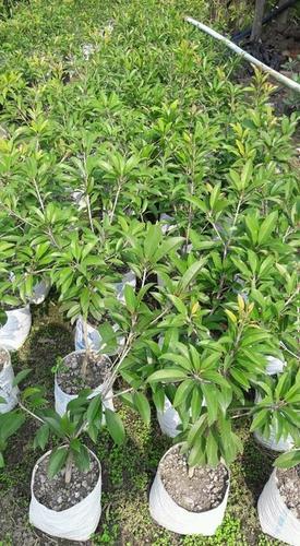 Organic Chikku Plant, Feature : Fast Growth