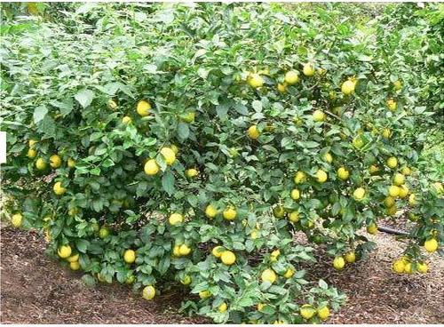 Organic Lemon Plant, Color : Green